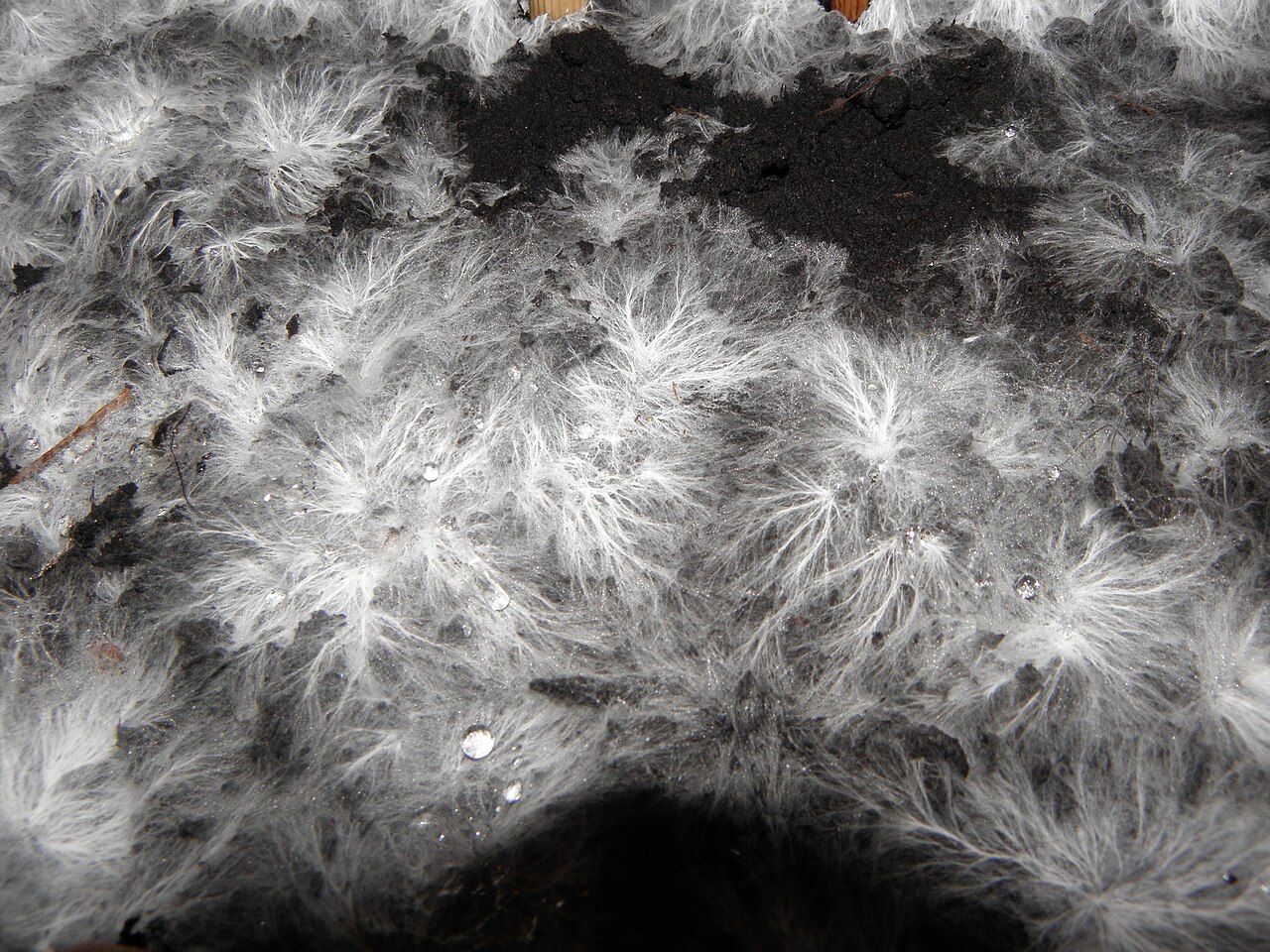 Branching mycelial filaments in the biological filtration medium